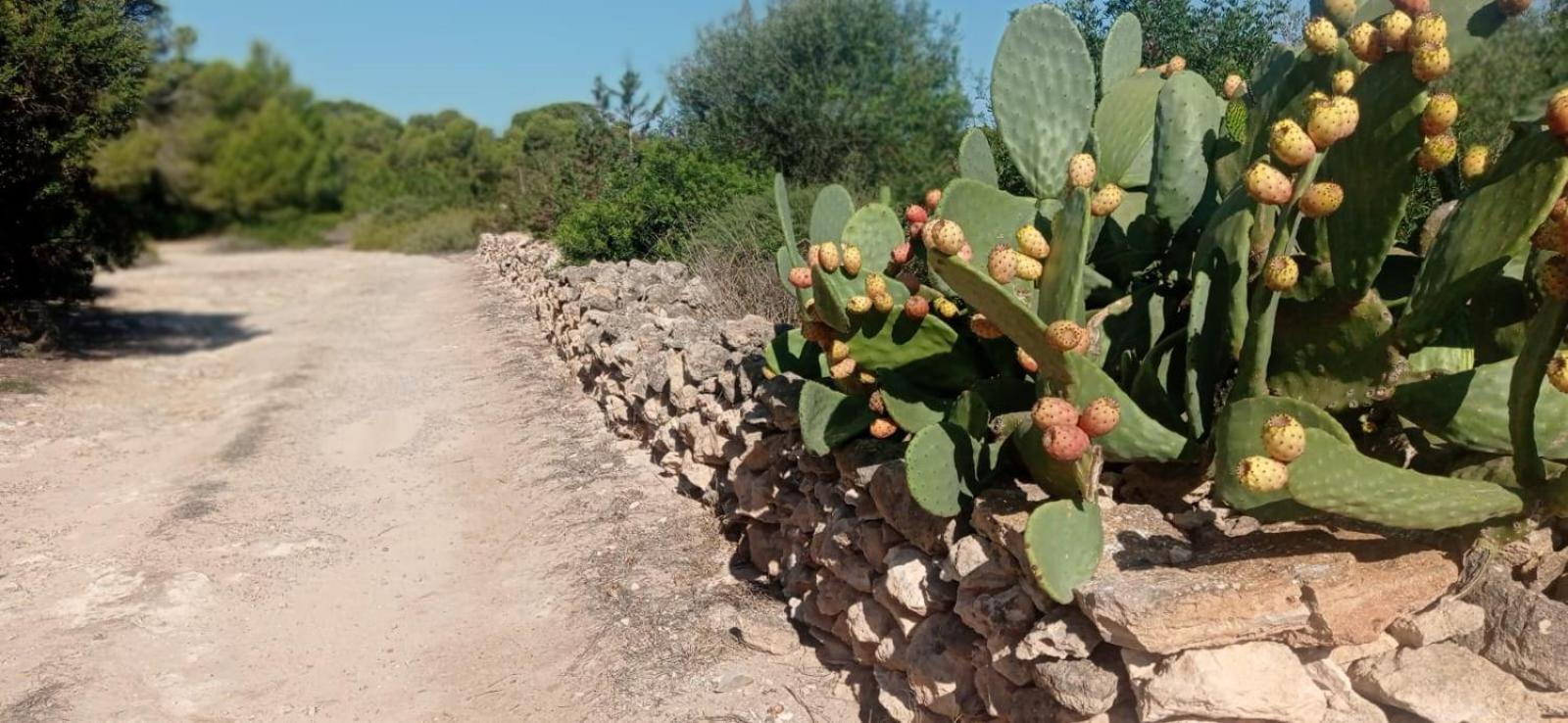 Estudio Cala Saona Exteriör bild
